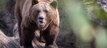 bärenspuren im allgäu entdeckt - behörden mahnen zur vorsicht