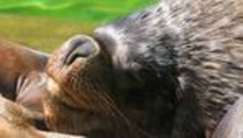 Gehege leer: Infektionsverdacht - Münchner Tierpark schläfert Robben ein