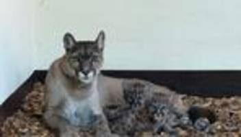 Jungtiere erkunden Außenanlage: Puma-Drillinge im Tierpark Ströhen geboren