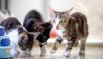 Katzen, Hunde, Schildkröten: Stopp! Warum Tierheime in den Ferien an ihr Limit kommen