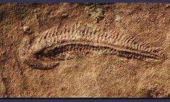 Evolution: Rechtshänder seit mindestens 500 Millionen Jahren