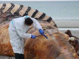 Tierärztinnen widersprechen sich: Rettungsinitiative streitet sich über DNA-Probe des Ostsee-Buckelwals