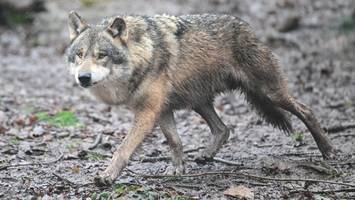 Mutter verletzt, Hund tot: Wolf soll Kind in Italien angegriffen haben
