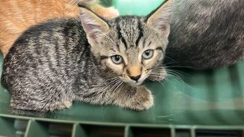 Frau gibt 16 Katzen im Karton ab – Tierheim seit Ferienbeginn überfüllt