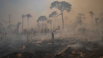 immer weniger waldbrände im amazonas – doch experten bleiben besorgt