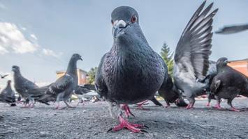tierschützer finden taubenfriedhof im bahntunnel: „von vielen nur knochen übrig“