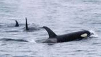 Besonderes Gruppenverhalten: Orcas zerfetzen Mondfische - eine Spielerei?