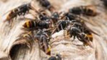 Invasive Art: Asiatische Hornisse erstmals in Brandenburg entdeckt