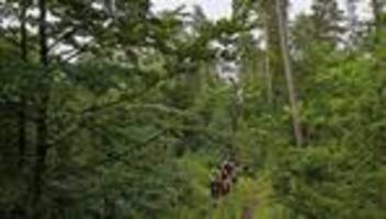 natur: trockenheit: wie sieht es in den wäldern in thüringen aus?