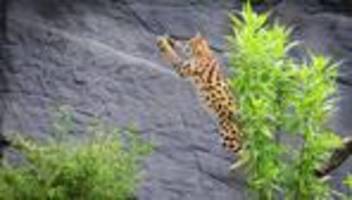 Tierpark Hagenbeck: Gewaltige Sprungkraft - Jagdtraining für Servale