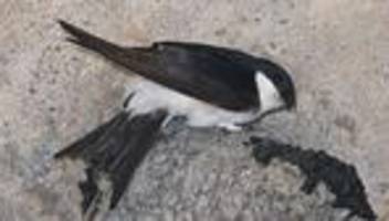 Vögel: Mehlschwalben: Schlechtes Wetter für die Flugkünstler