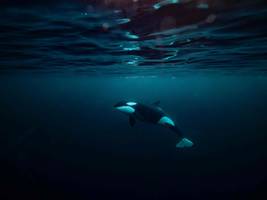 biologie: wie orcas mondfische zum platzen bringen