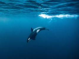Forscher rätseln über Gründe: Orcas rammen Riesenfisch - bis er explodiert 