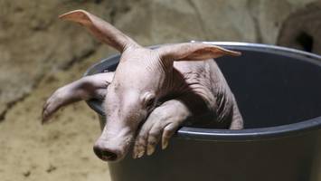 Berliner Zoo freut sich über „kleinen Höhlenkobold“ – Tierpate gesucht
