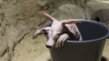 berliner zoo freut sich über „kleinen höhlenkobold“ – tierpate gesucht