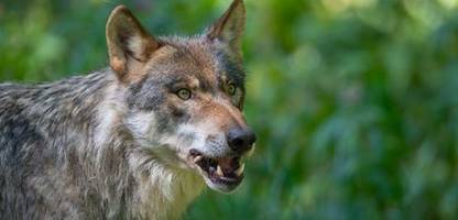 Wolfsangriff in Italien: »Die Mutter und das Kind haben alles durchs Fenster beobachtet«