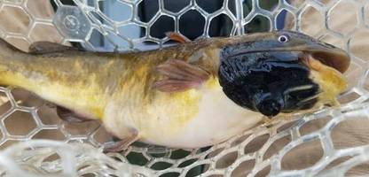 hautkrebs überträgt sich von fisch zu fisch – kann derartiges auch bei, menschen passieren?