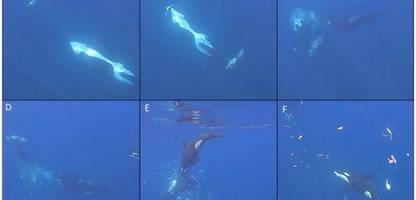 video: orcas rammen mondfische, damit sie zerplatzen
