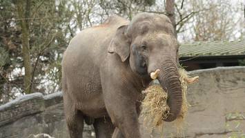 Hagenbeck-Elefant Maurice schaukelt hin und her – Peta sieht „Verhaltensstörung“