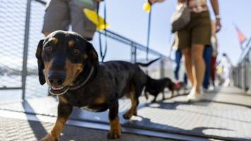Hundepipi ade: In dieser Stadt muss jetzt mit Wasser nachgespült werden