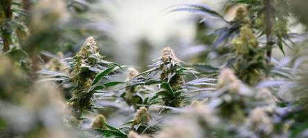 Cannabis auf Rezept wird zum Risikofaktor