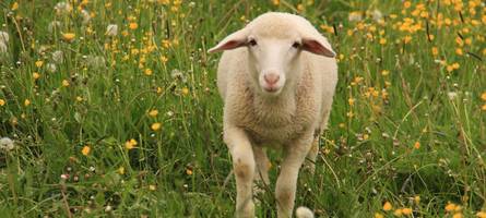 Polizei ermittelt nach Tierschutz-Einsatz: Krankes Schaf wird getötet und nun untersucht