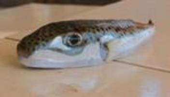 Invasive Art im Mittelmeer: Griechenland: Jagd auf giftigen Hasenkopf-Kugelfisch