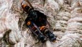 Invasive Art in Brandenburg: Erster Spezialeinsatz gegen die Asiatische Hornisse