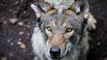 hat ein hund ein kind in italien vor dem wolf bewahrt? bürgermeister widerspricht