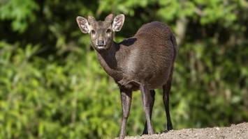 „bellender hirsch“ in belgien entdeckt – warnung vor „ökologischer katastrophe“