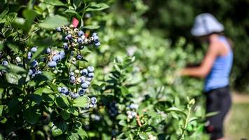 Heidelbeeren selbst pflücken: Wo man im Norden die süßen Früchte ernten kann