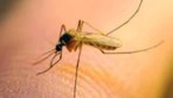 West-Nil-Virus: Anstieg der Fälle von West-Nil-Fieber in Italien