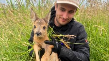 erfolgreiche rehkitzrettung: verein bringt 183 tiere vor dem mähdrescher in sicherheit