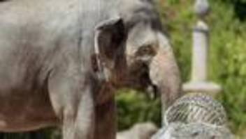 Geburtstermin im August 2027: Tierpark Hellabrunn erwartet Nachwuchs im Elefantenhaus