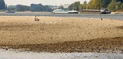 Trockenheit und Hitze: Rhein-Niedrigwasser verteuert Warentransport deutlich
