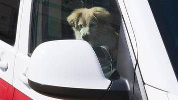 hund im überhitzten auto: was droht rücksichtslosen tierhaltern?