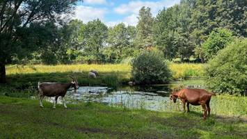Der „Määäh-Faktor“: Schafe und Ziegen pflegen Elmshorns Regenrückhaltebecken