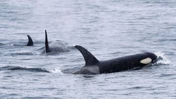Spanien: Orcas versenken Segeljacht an der Atlantikküste – kein Einzelfall