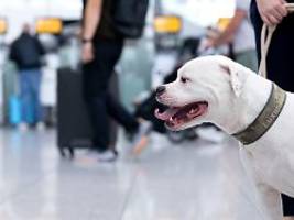 auf ausgewählten flügen: lufthansa-tochter erlaubt 30-kilo-hunde in der kabine