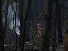 Dystopische Szenen in Frankreich: Feuerwehr kämpft verzweifelt gegen neue Brände