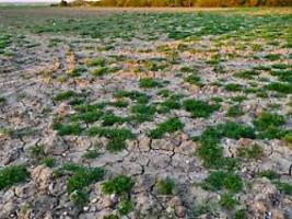 temperaturrekord bestätigt: die hälfte englands leidet unter blitzdürre