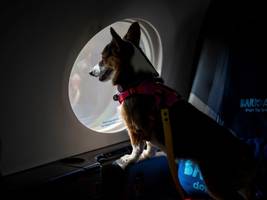 luftfahrt: auch große hunde dürfen bei lufthansa-tochter jetzt in die kabine
