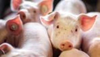 Insolvenz: Schweinezuchtbetrieb am Ende - Warnsignal für die Branche?