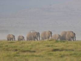 behörde findet cyanid: 15 elefanten sterben in kenia an vergifteten tomaten