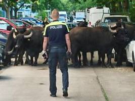 Nervös, aber friedlich: Ausgebüxte Wasserbüffel streifen durch Berlin