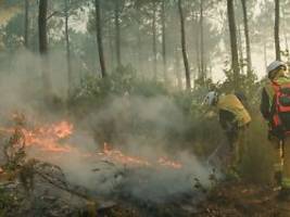 Schwelen unter der Erde: Zombiefeuer bleiben nach Waldbränden monatelang gefährlich