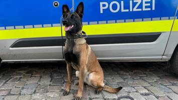 schlag gegen schmerzmittel-diebe: hündin „hilde“ im einsatz – sieben festnahmen